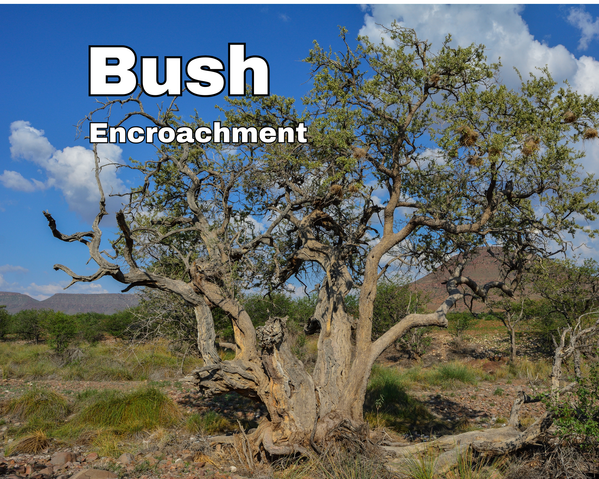 Load video: What is bush encroachment and what can be done about it